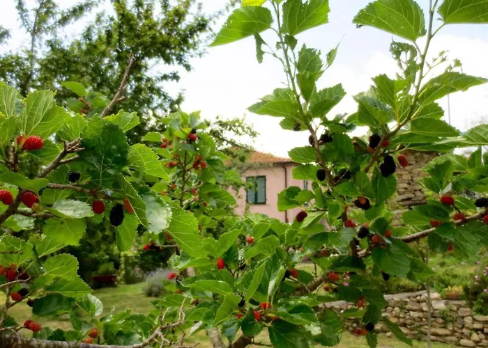 With Big Garden Gazzelli