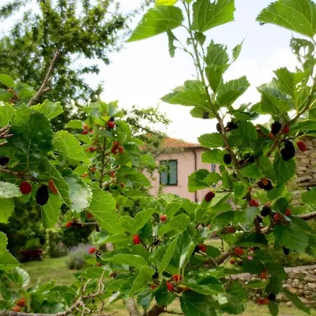 With Big Garden Gazzelli