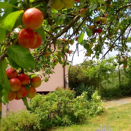 With Big Garden *