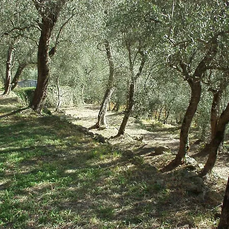 With Big Garden